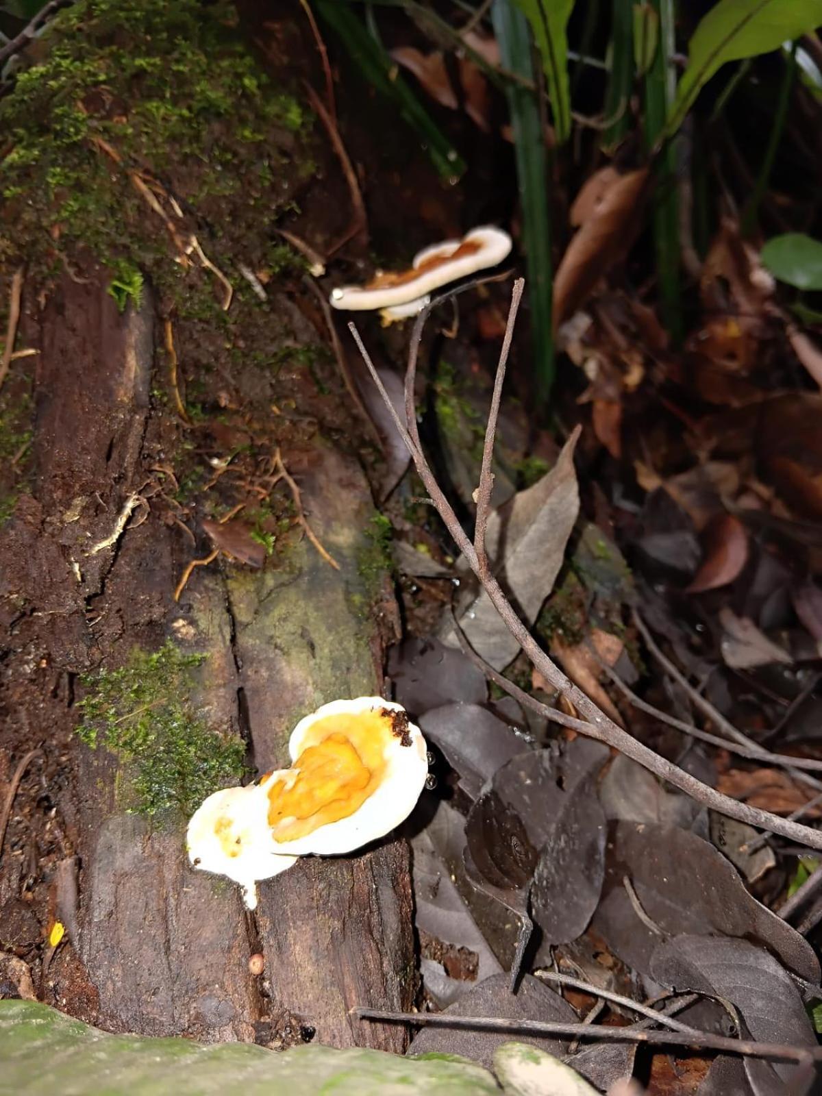 Umiyuki Jungle Tour Only Treking With As Hotel Bukit Lawang Kültér fotó