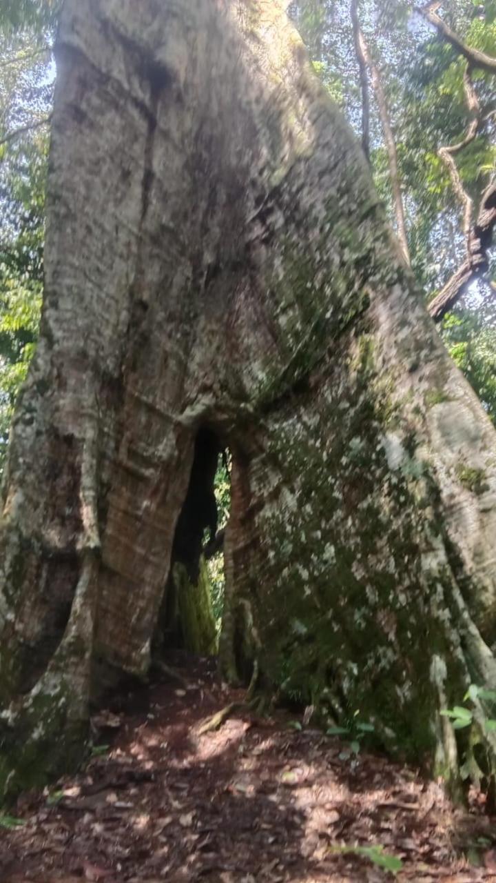 Umiyuki Jungle Tour Only Treking With As Hotel Bukit Lawang Kültér fotó