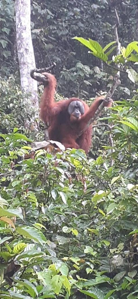 Umiyuki Jungle Tour Only Treking With As Hotel Bukit Lawang Kültér fotó