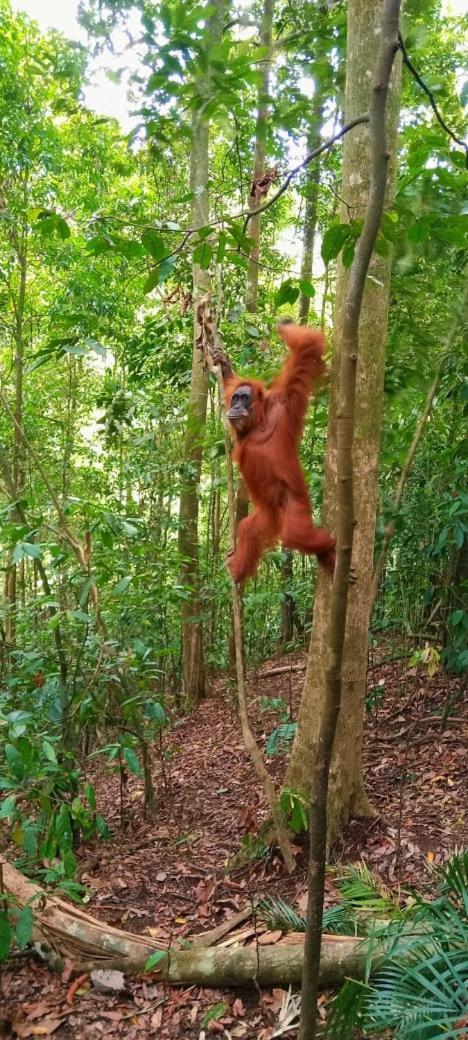 Umiyuki Jungle Tour Only Treking With As Hotel Bukit Lawang Kültér fotó